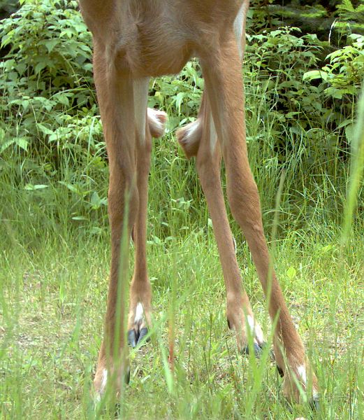 Deer_062811_1828hrs.jpg - White-tailed Deer (Odocoileus virginianus)